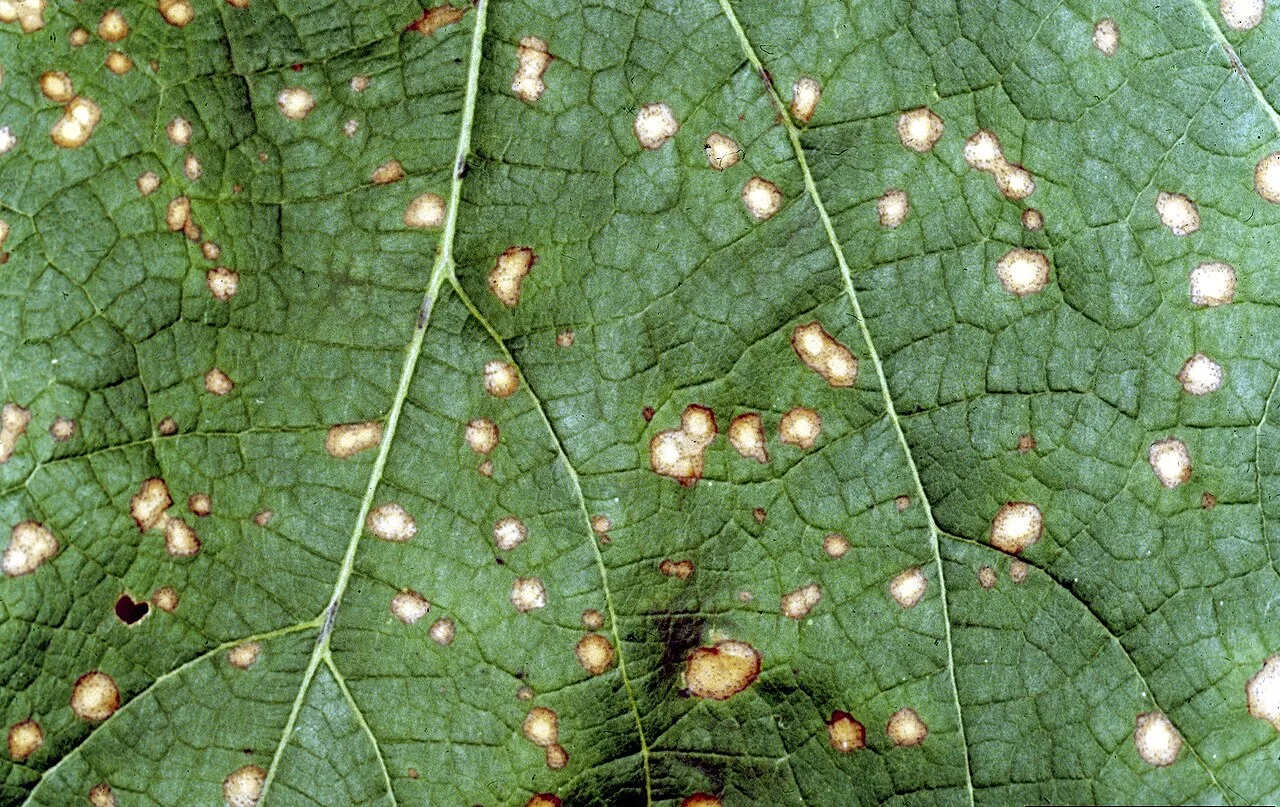 Dothiorella ricini (Dothiorella ricini) — photo mycologique