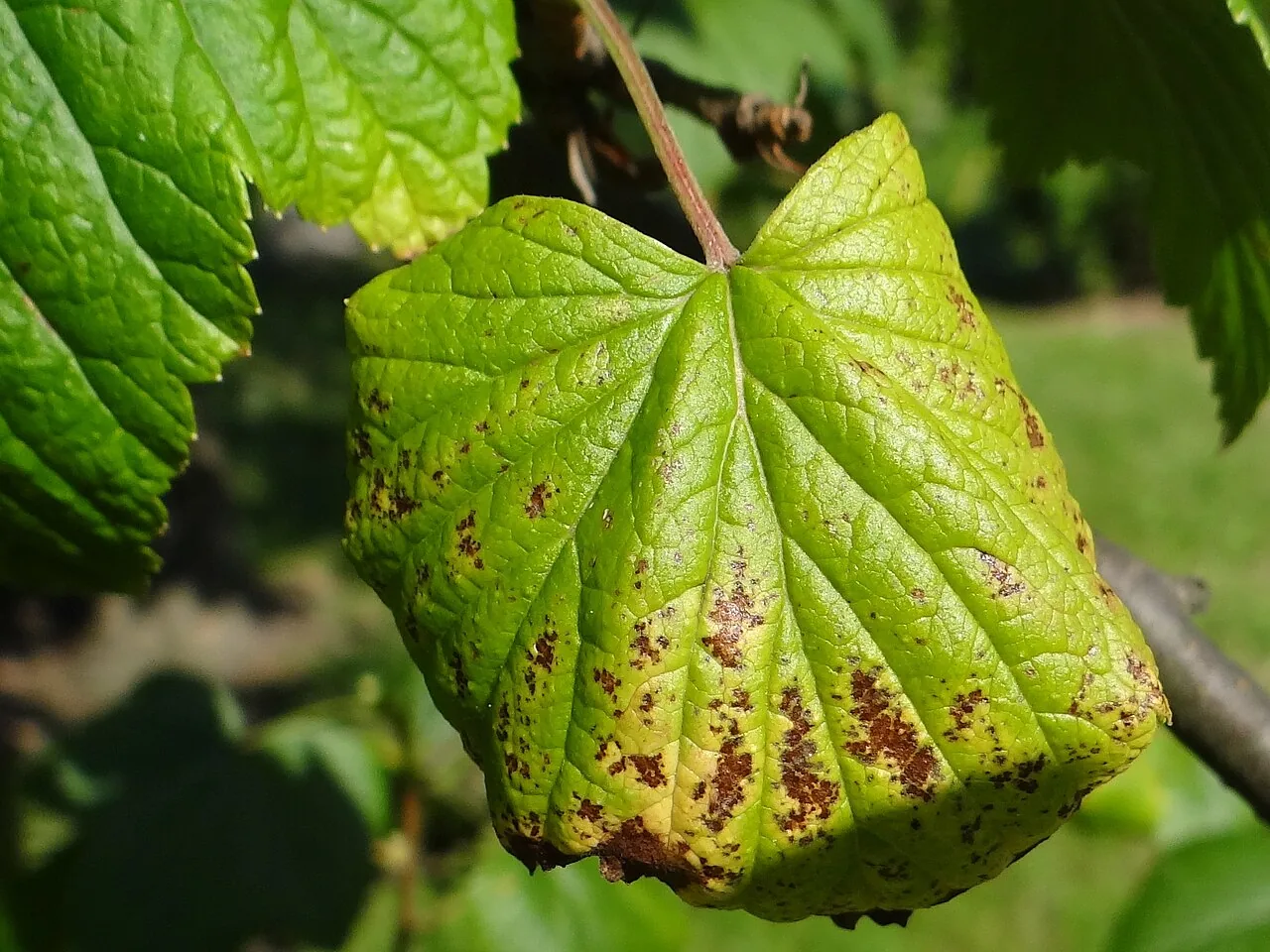 Drepanopeziza ribis (Drepanopeziza ribis) — photo mycologique