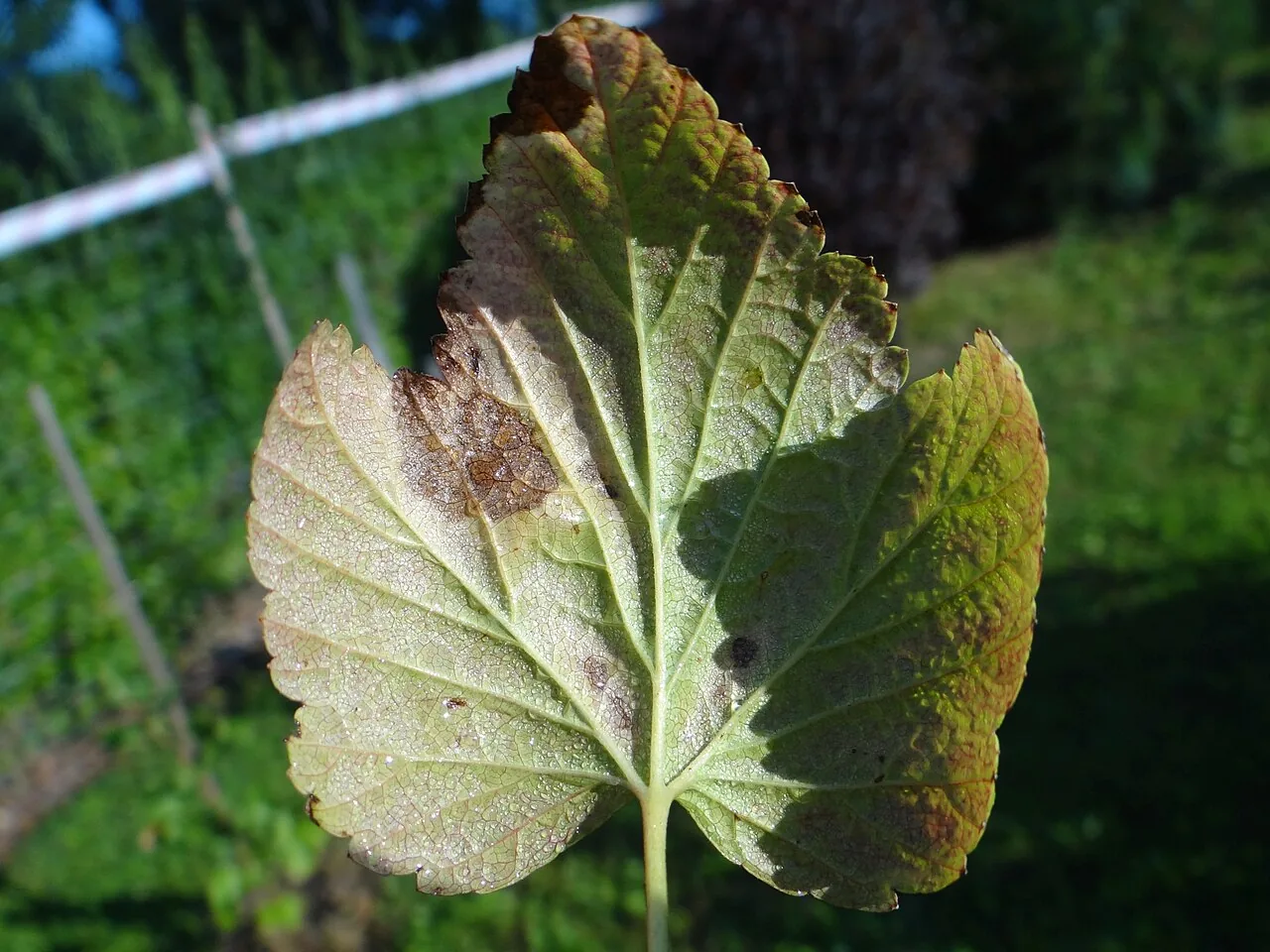 Drepanopeziza sphaerioides (Drepanopeziza sphaerioides) — photo mycologique