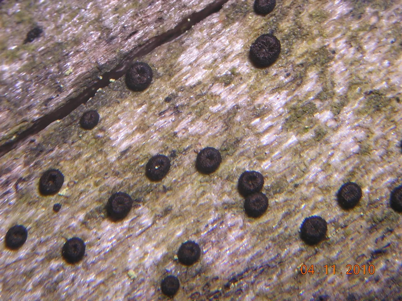 Drepanospora viridis (Drepanospora viridis) — photo mycologique