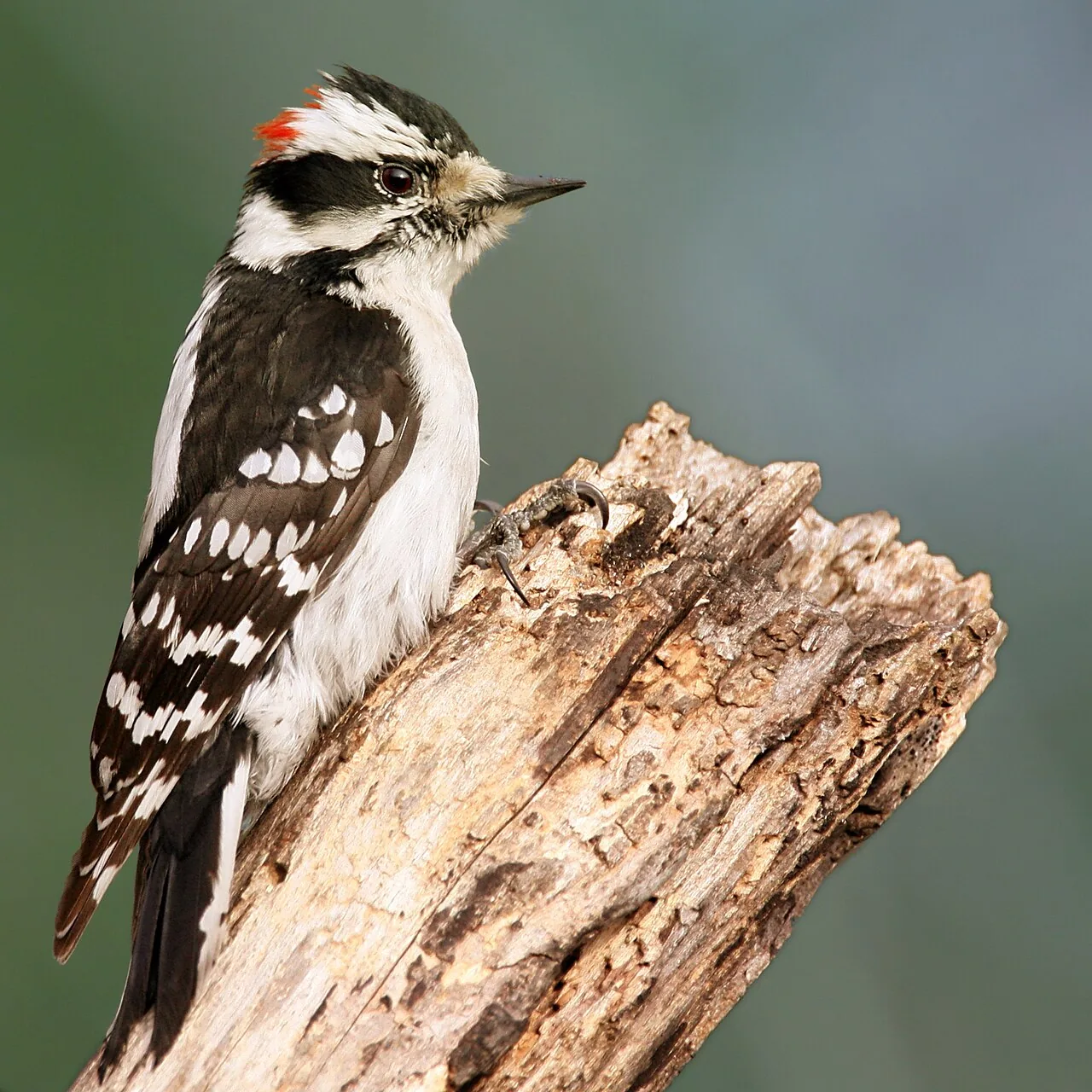 Pic mineur (Dryobates pubescens) — photo vertébré