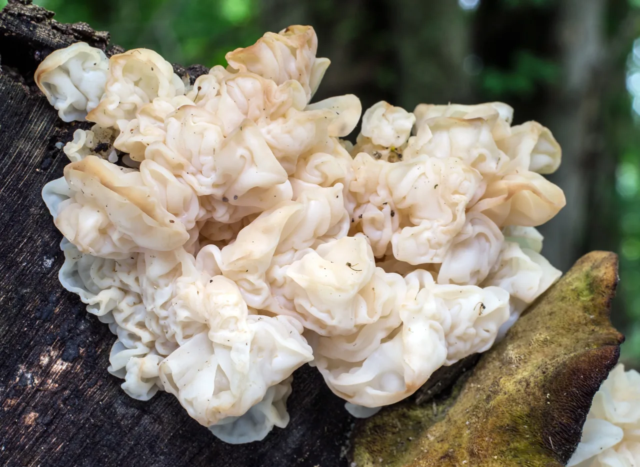 Ductifera aurea (Ductifera aurea) — photo mycologique