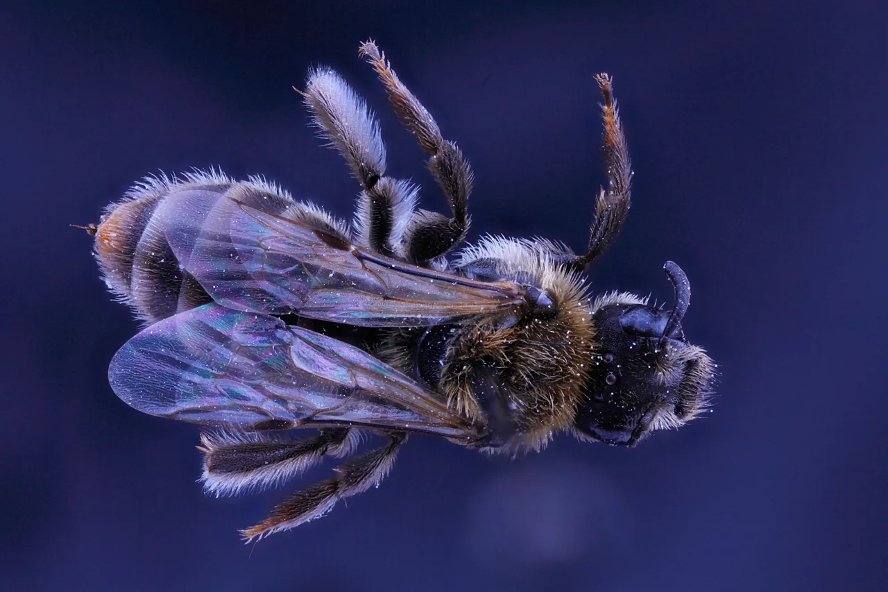 Dufourea bonae-spei (Dufourea bonae-spei) — photo mycologique