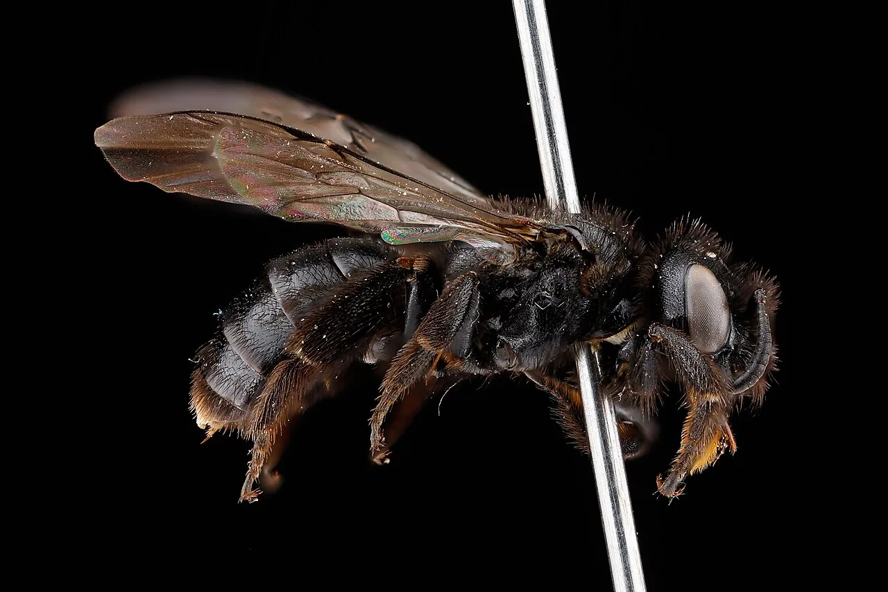 Dufourea doidgeae (Dufourea doidgeae) — photo mycologique