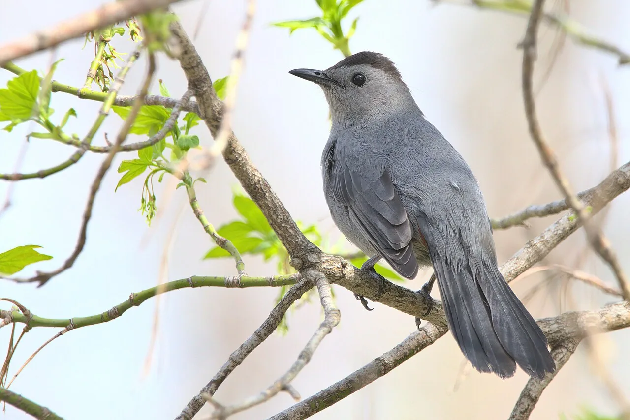 Moqueur chat (Dumetella carolinensis) — photo vertébré