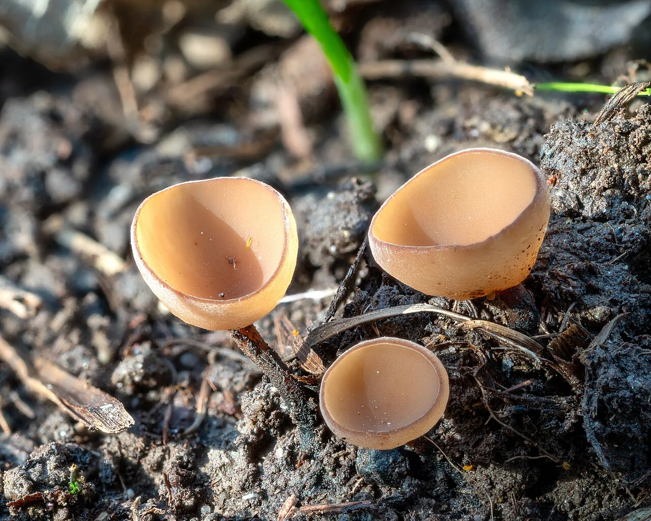 Dumontinia tuberosa (Dumontinia tuberosa) — photo mycologique