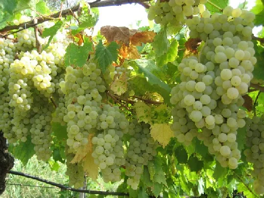 Durella suecica (Durella suecica) — photo mycologique