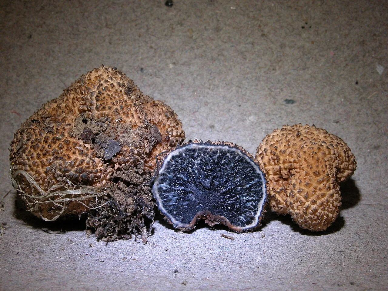 Durianella echinulata (Durianella echinulata) — photo mycologique