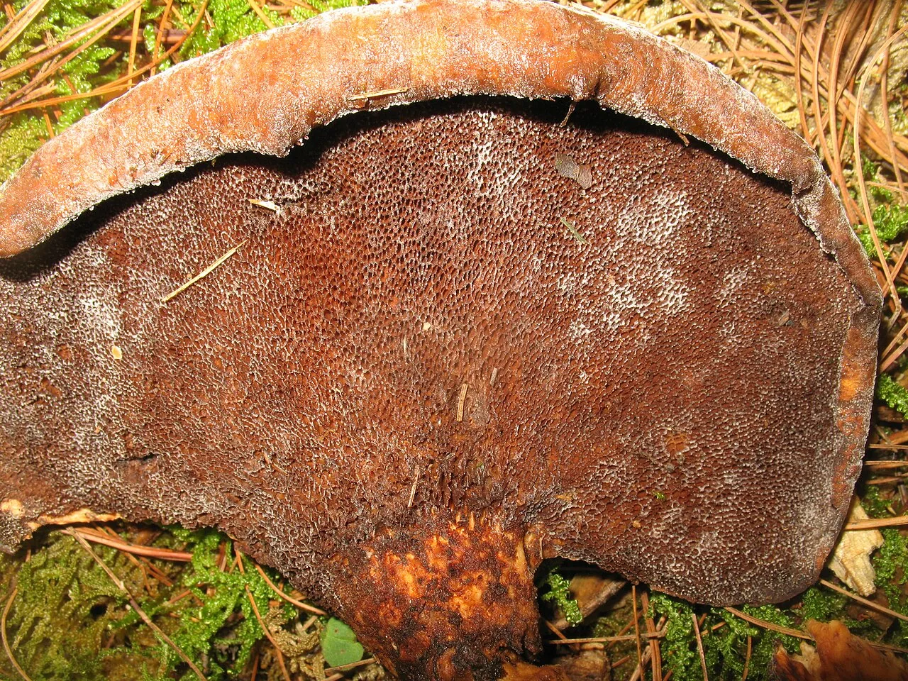 Echinochaete maximipora (Echinochaete maximipora) — photo mycologique