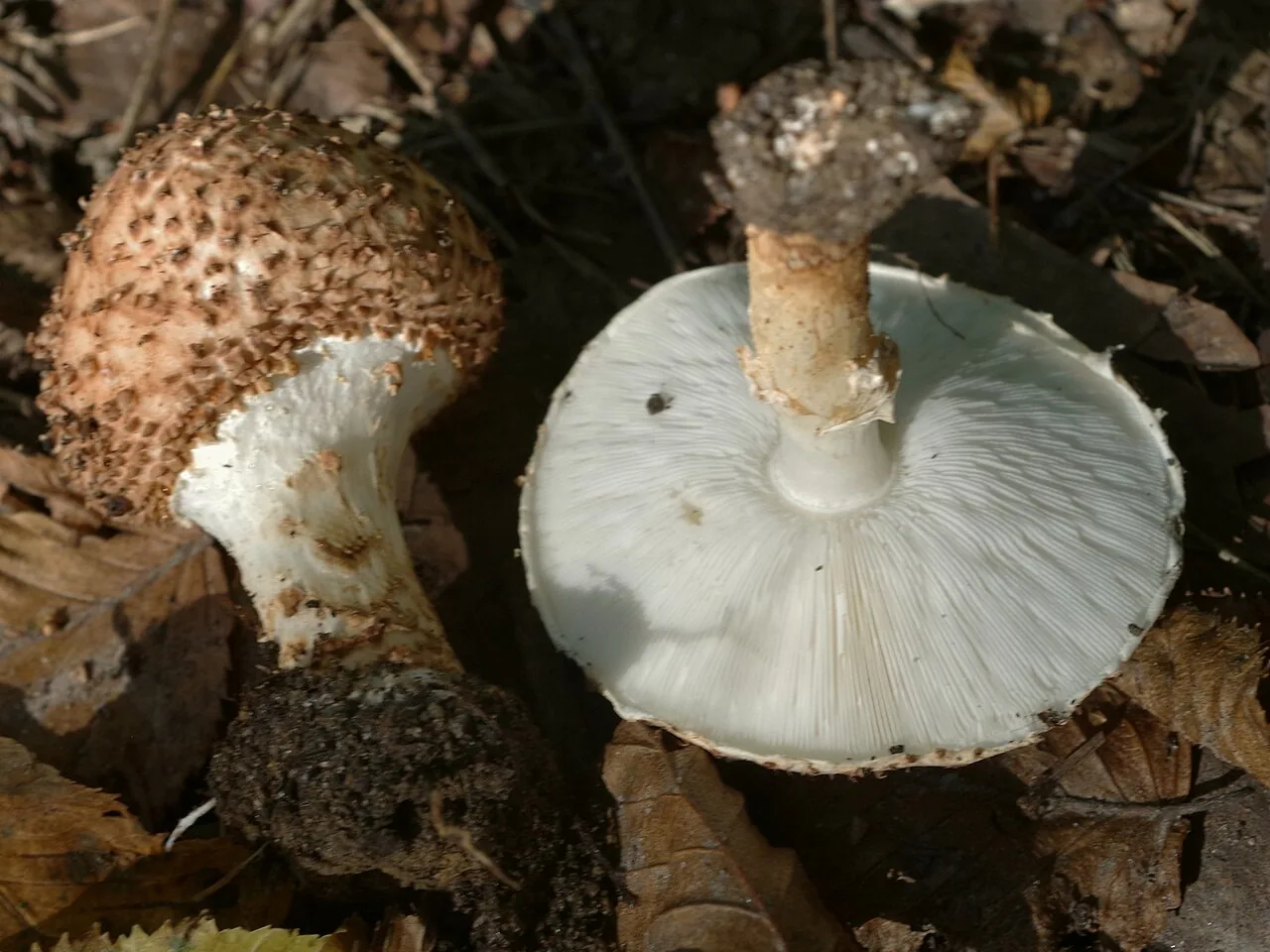 Echinoderma jacobi (Echinoderma jacobi) — photo mycologique