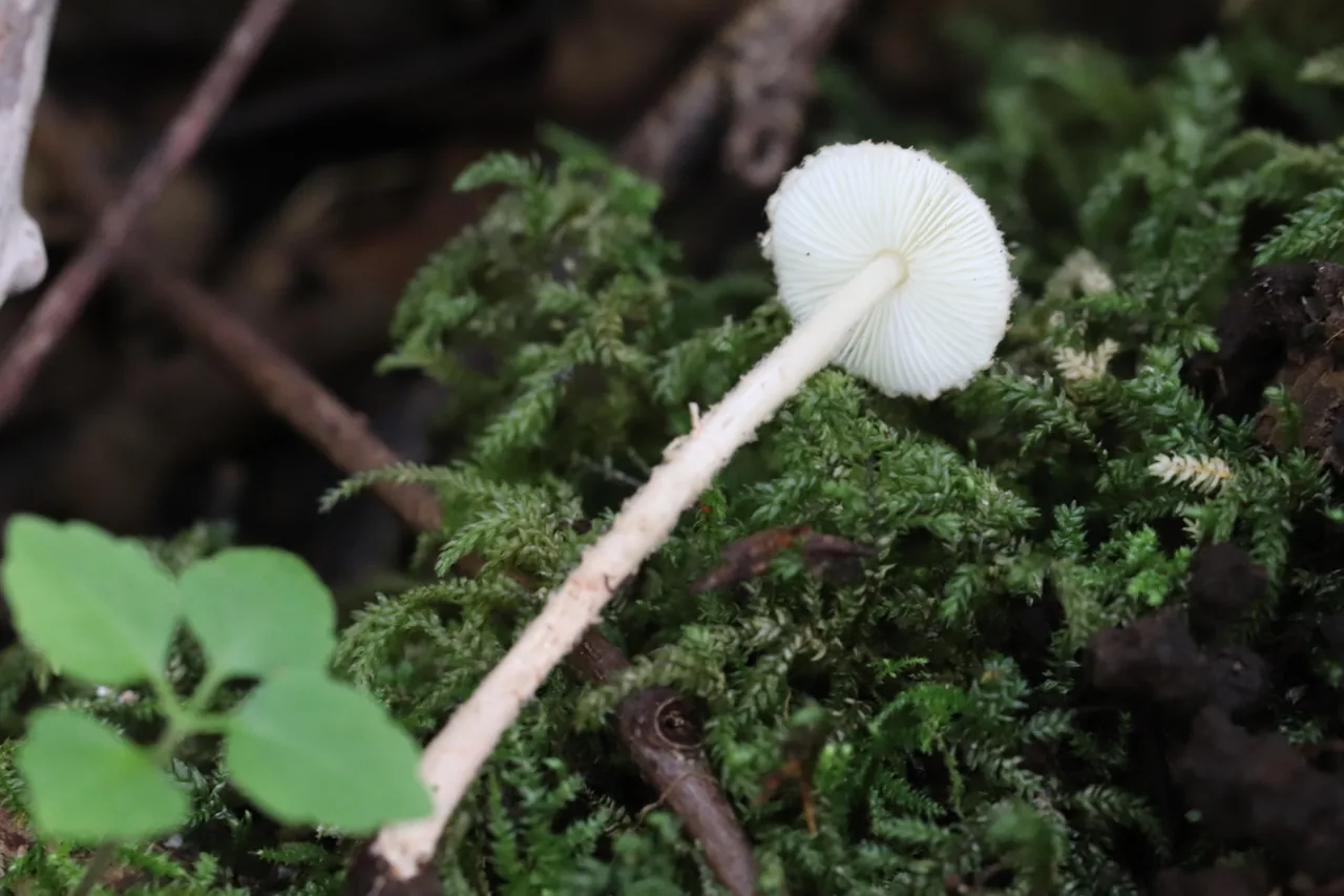 Echinoderma pseudoasperulum (Echinoderma pseudoasperulum) — photo mycologique