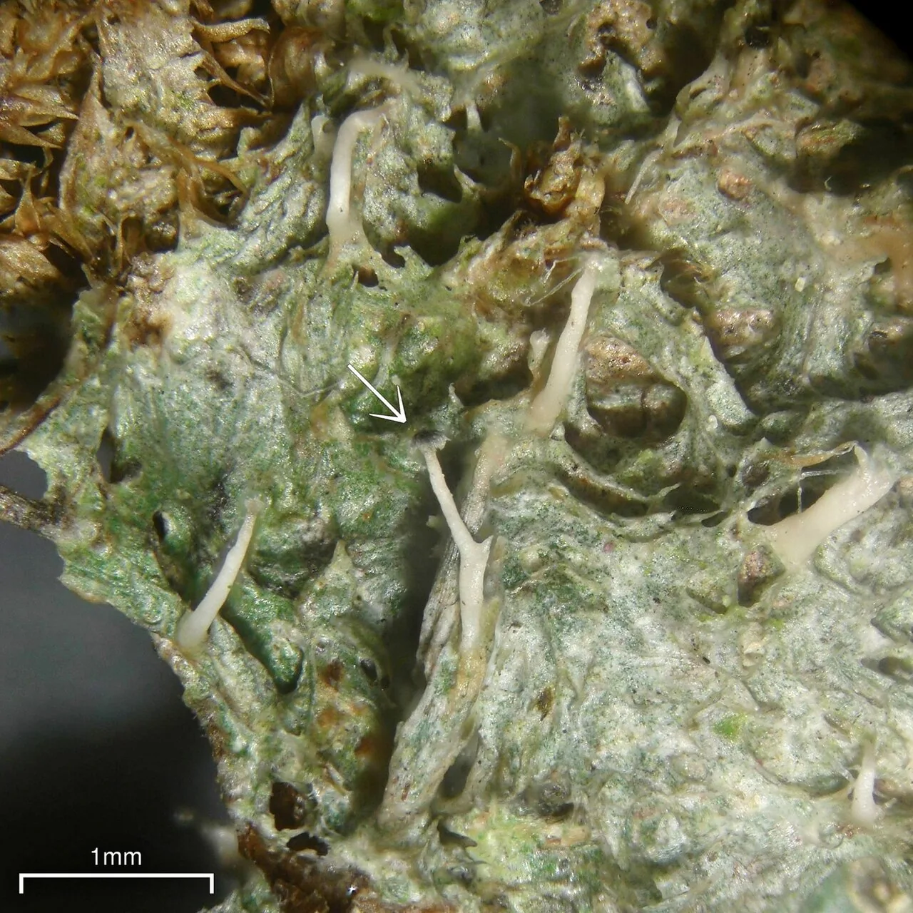 Echinoplaca macgregorii (Echinoplaca macgregorii) — photo mycologique