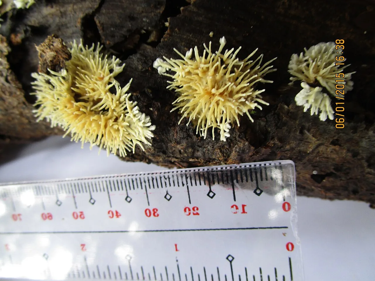 Echinoporia aculeifera (Echinoporia aculeifera) — photo mycologique