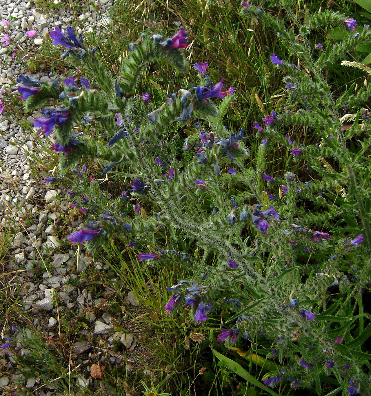 Vipérine (Echium) — photo botanique