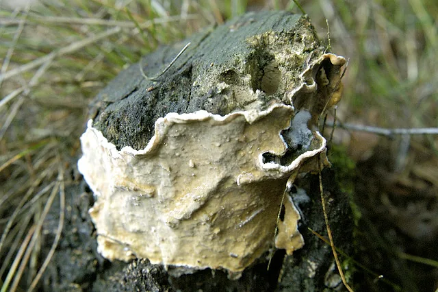Eichleriella desertorum (Eichleriella desertorum) — photo mycologique