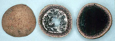 Elaphomyces holstii (Elaphomyces holstii) — photo mycologique