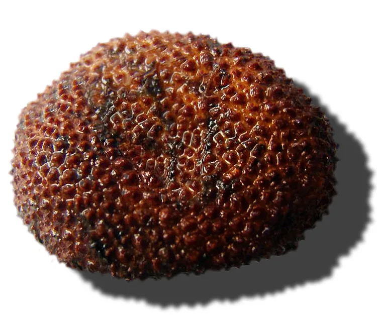 Elaphomyces rugosisporus (Elaphomyces rugosisporus) — photo mycologique