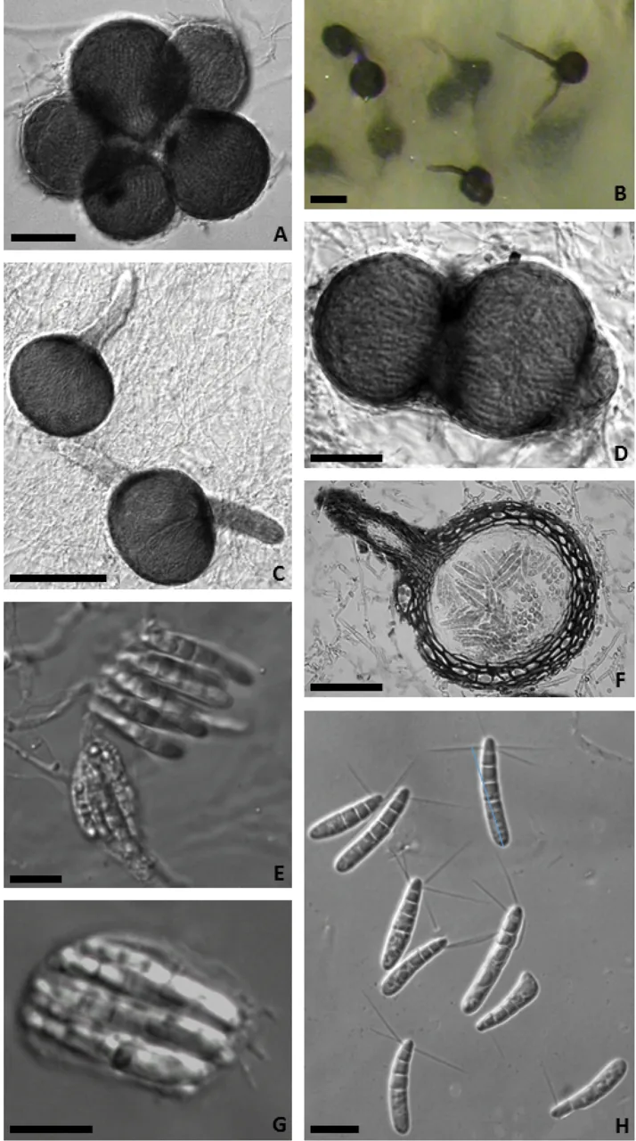 Elbamycella rosea (Elbamycella rosea) — photo mycologique