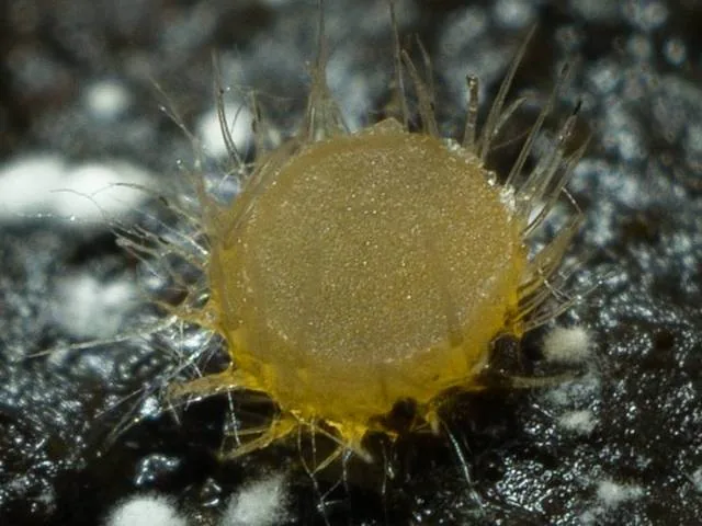 Eleutherascus lectardii (Eleutherascus lectardii) — photo mycologique