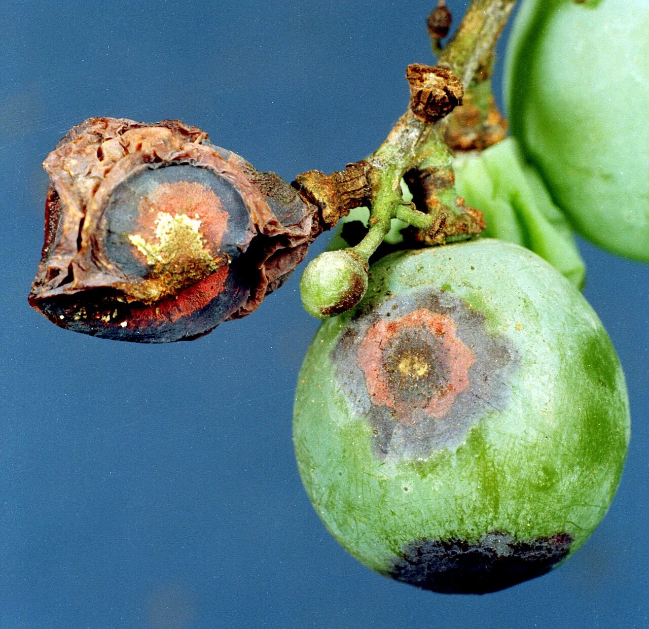 Elsinoe ampelina (Elsinoe ampelina) — photo mycologique
