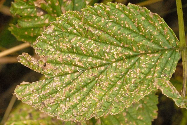 Elsinoe coryli (Elsinoe coryli) — photo mycologique