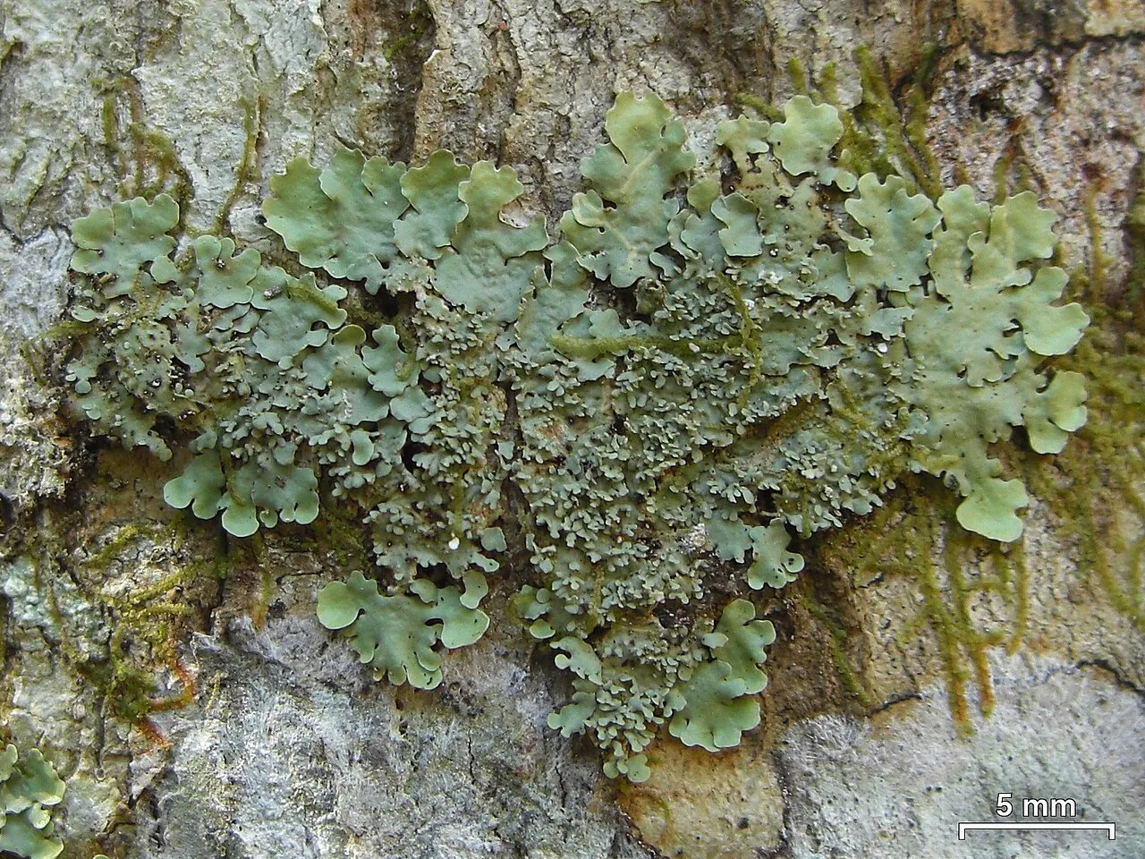 Emmanuelia erosa (Emmanuelia erosa) — photo mycologique