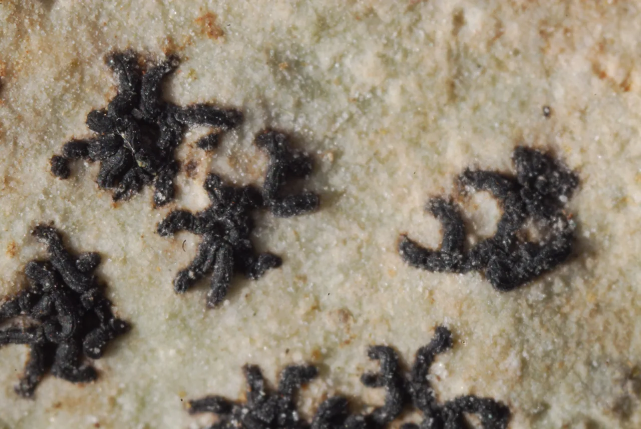 Encephalographa elisae (Encephalographa elisae) — photo mycologique