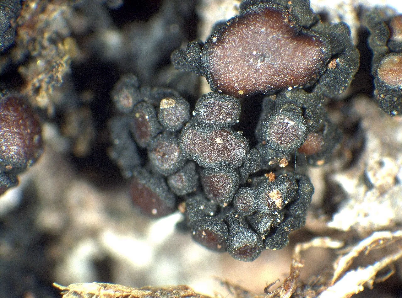 Enchylium conglomeratum (Enchylium conglomeratum) — photo mycologique