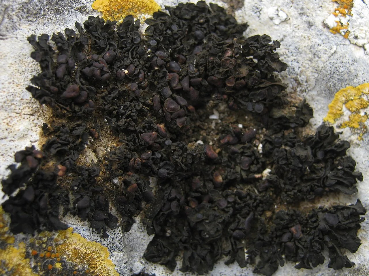 Enchylium ligerinum (Enchylium ligerinum) — photo mycologique