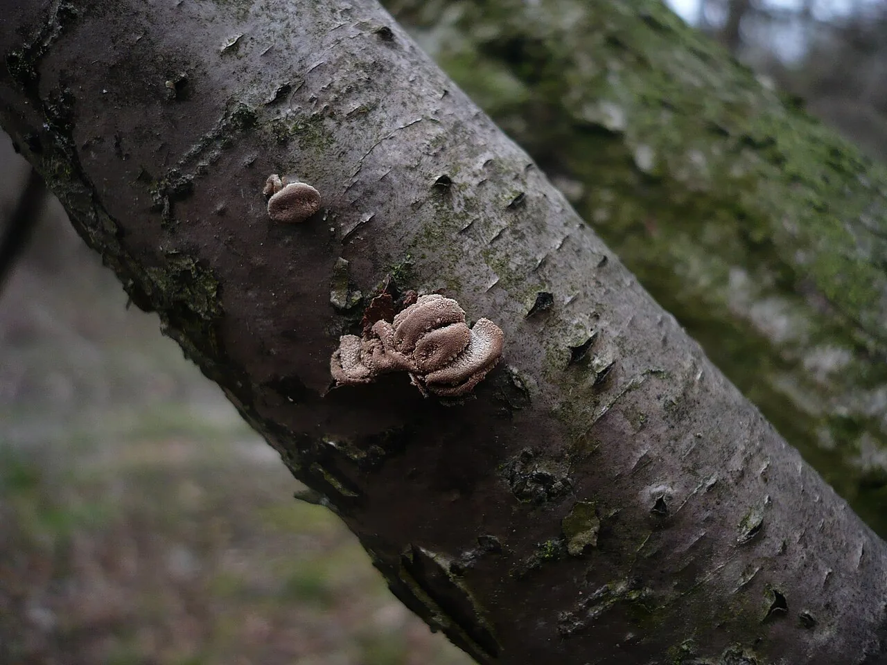 Encoelia urceolata (Encoelia urceolata) — photo mycologique
