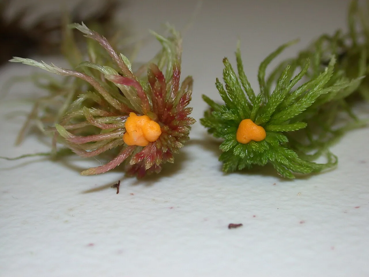 Endogone sphagnophila (Endogone sphagnophila) — photo mycologique