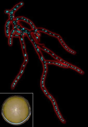 Endomyces scopularum (Endomyces scopularum) — photo mycologique