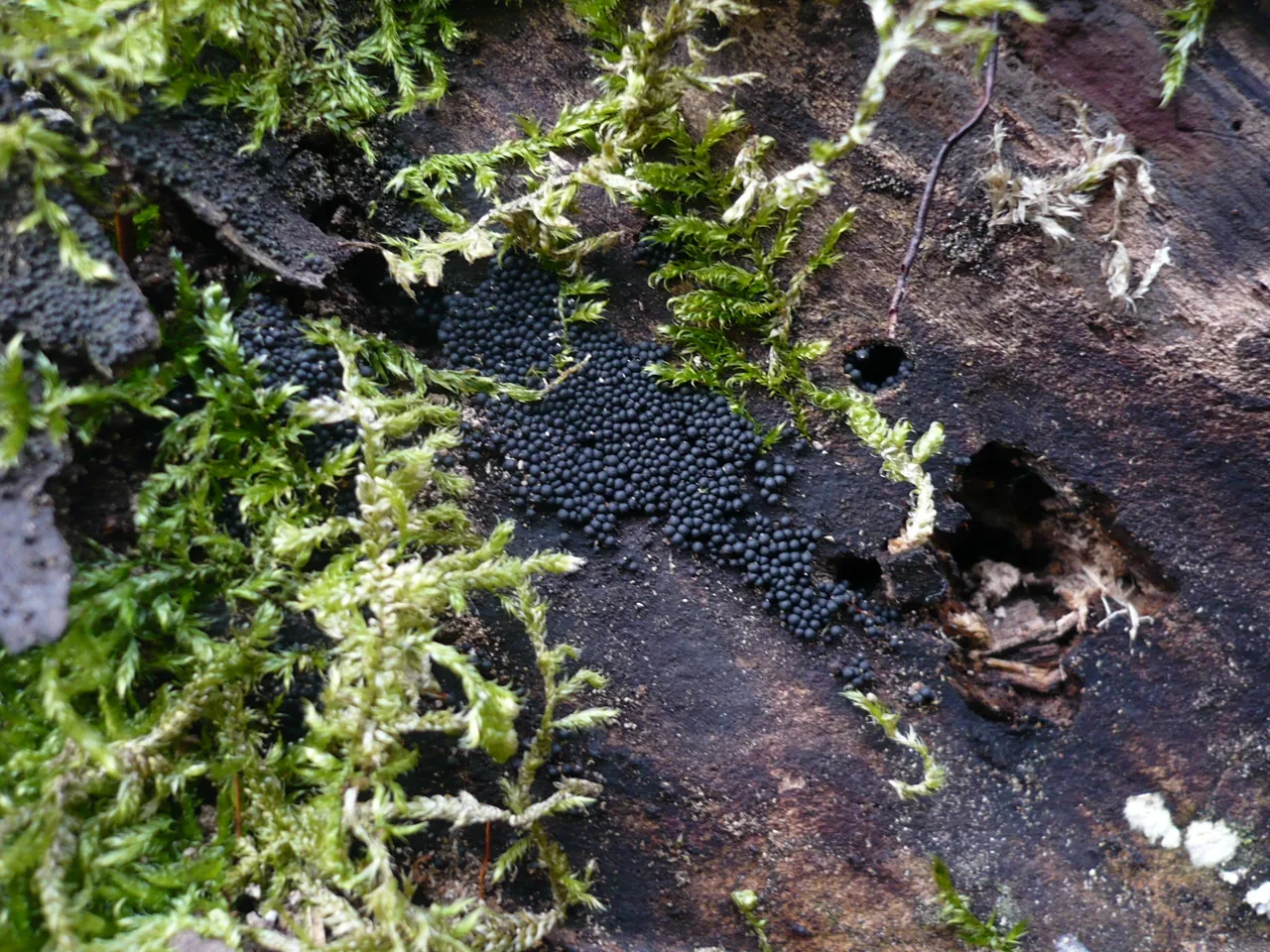 Endophragmiella curvata (Endophragmiella curvata) — photo mycologique