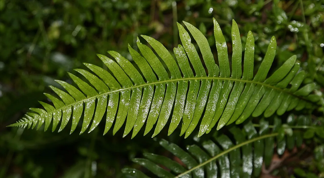 Endophyllum centranthi-rubri (Endophyllum centranthi-rubri) — photo mycologique
