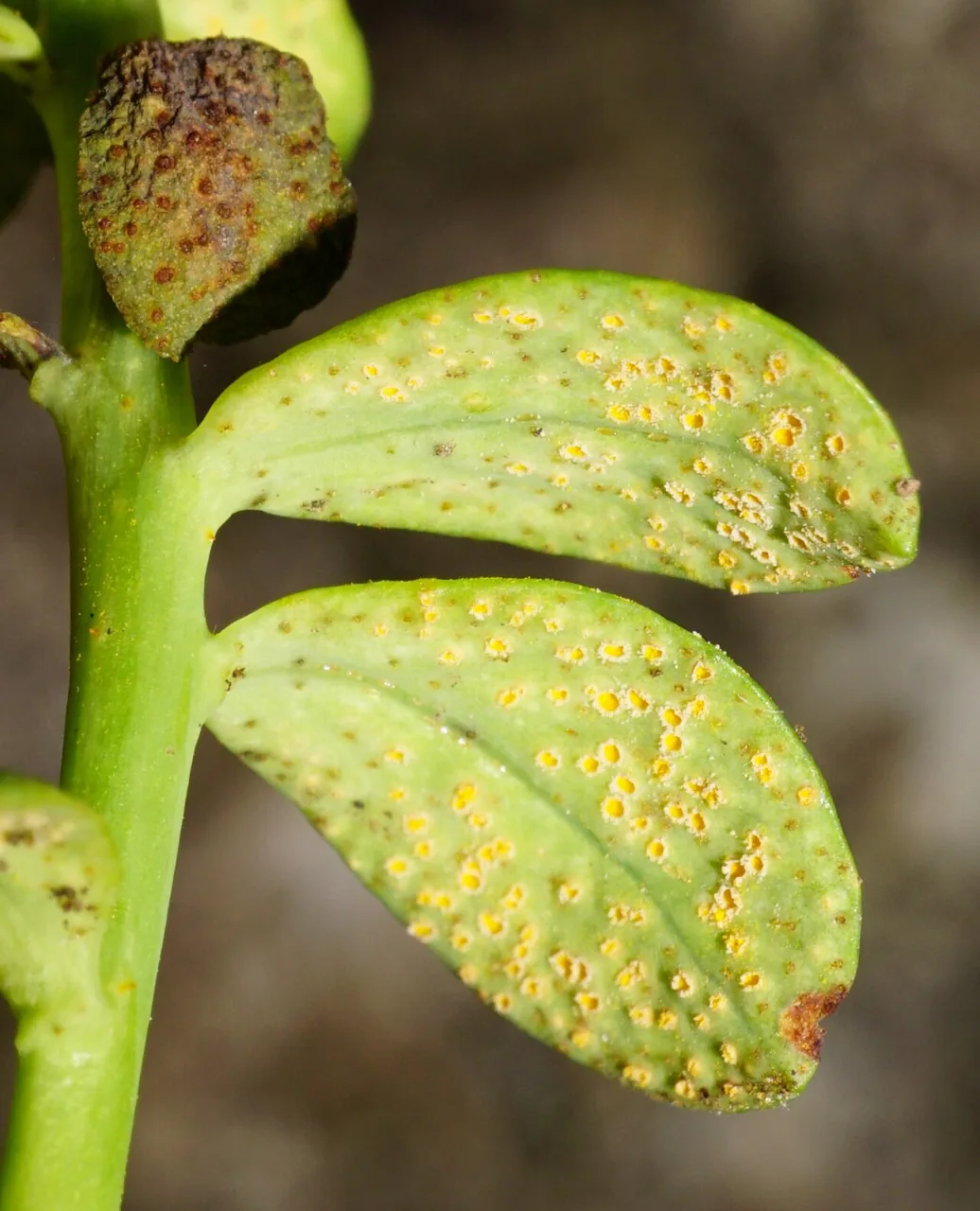 Endophyllum euphorbiae-sylvaticae (Endophyllum euphorbiae-sylvaticae) — photo mycologique