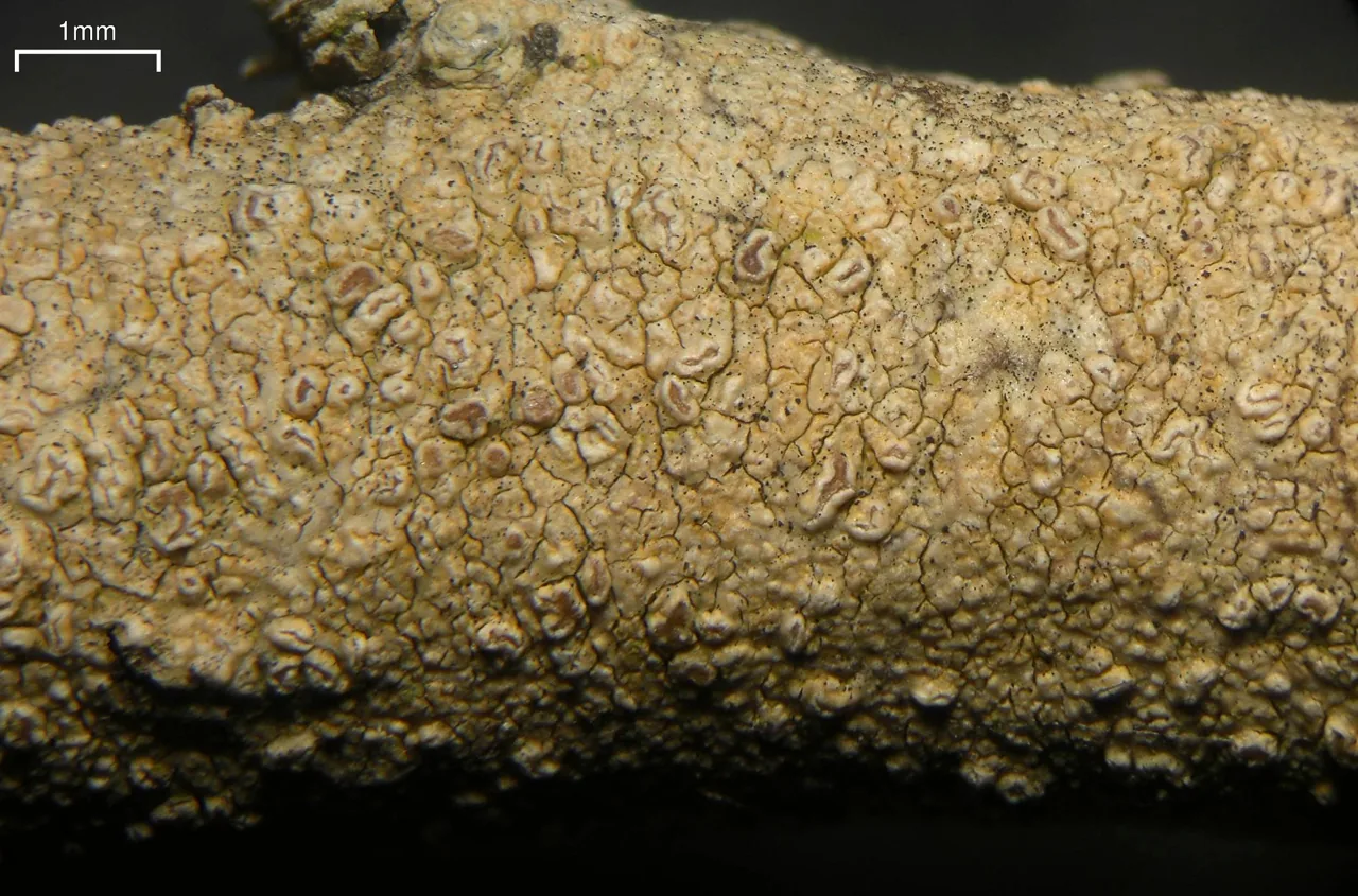Enterographa micrographa (Enterographa micrographa) — photo mycologique