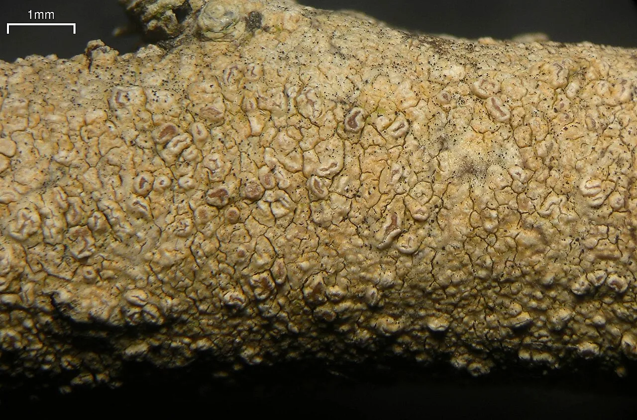 Enterographa multiseptata (Enterographa multiseptata) — photo mycologique