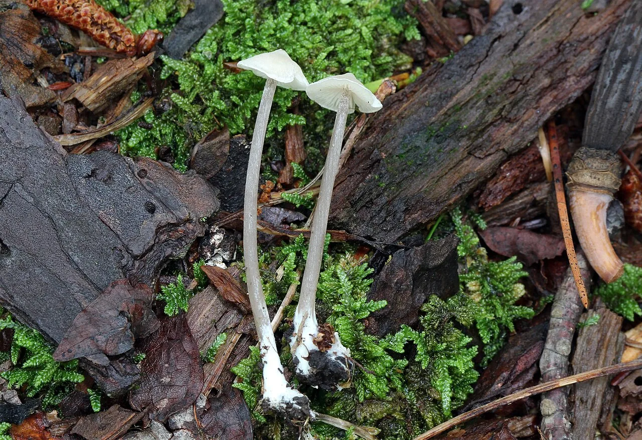 Entoloma alboumbonatum (Entoloma alboumbonatum) — photo mycologique