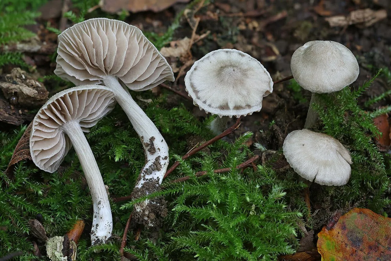Entoloma ameides (Entoloma ameides) — photo mycologique