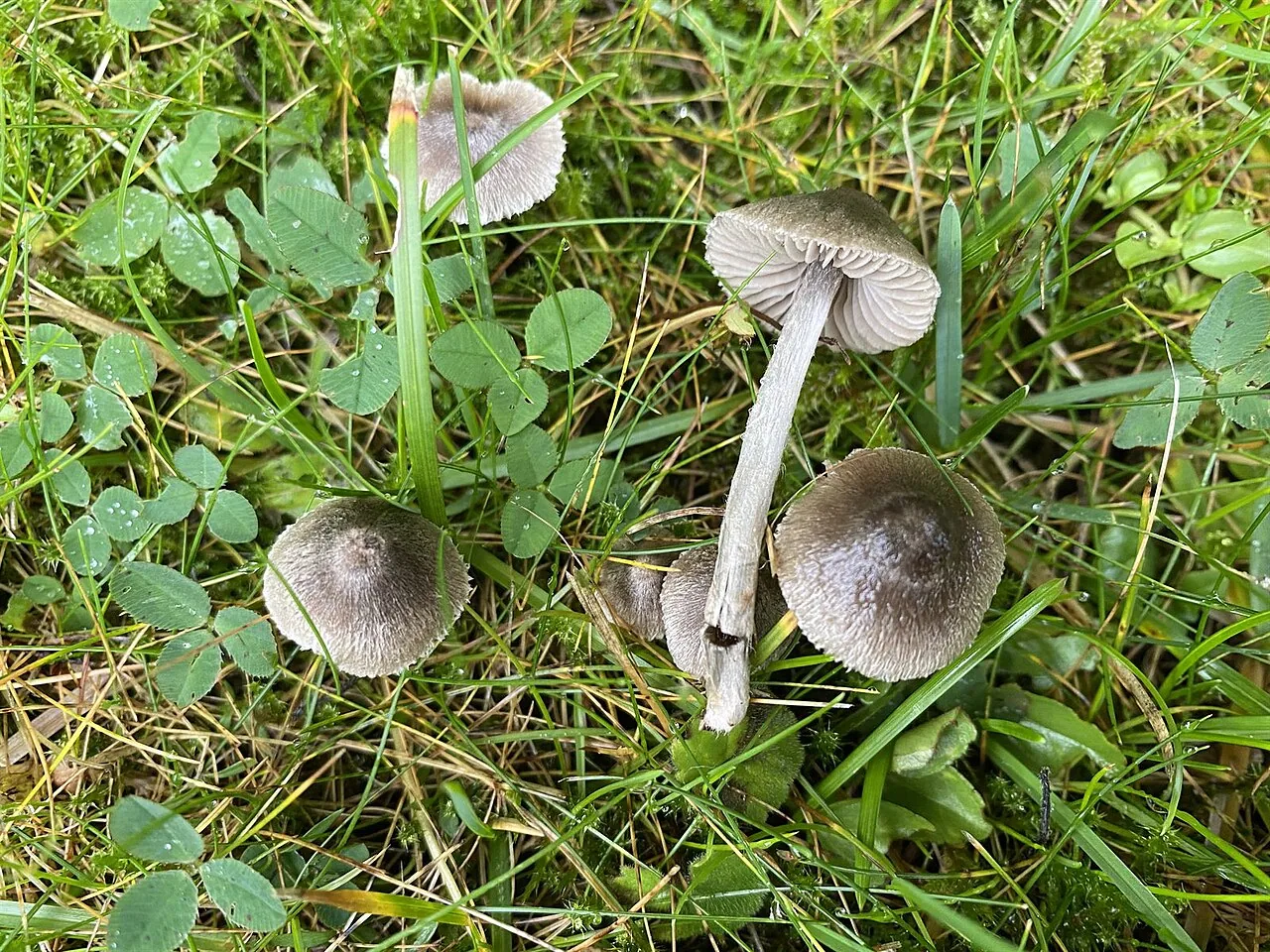 Entoloma araneosum (Entoloma araneosum) — photo mycologique
