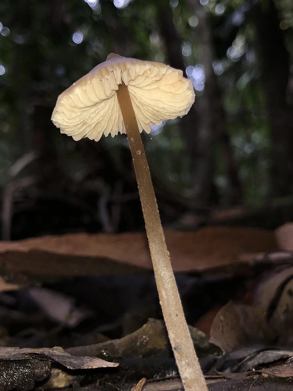 Entoloma aromaticum (Entoloma aromaticum) — photo mycologique