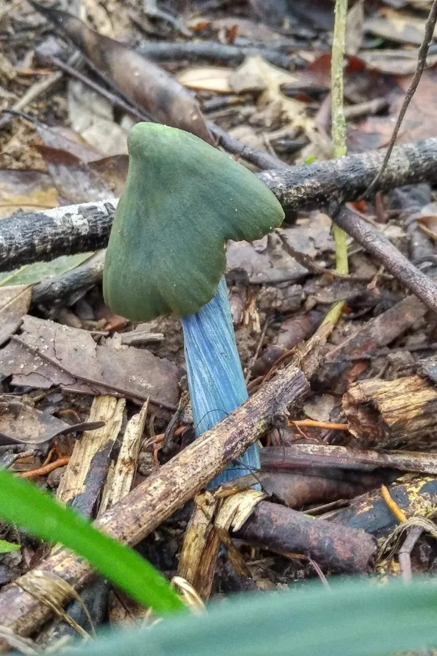 Entoloma azureoviride (Entoloma azureoviride) — photo mycologique