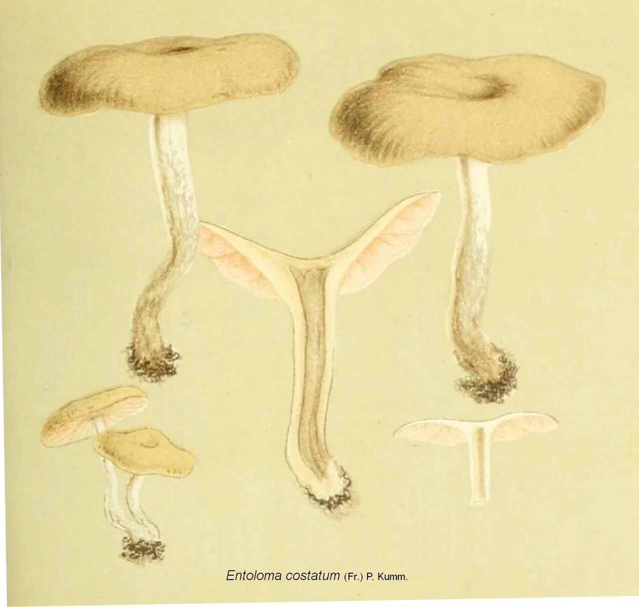 Entoloma costatum (Entoloma costatum) — photo mycologique