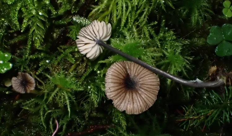 Entoloma cyanulum (Entoloma cyanulum) — photo mycologique