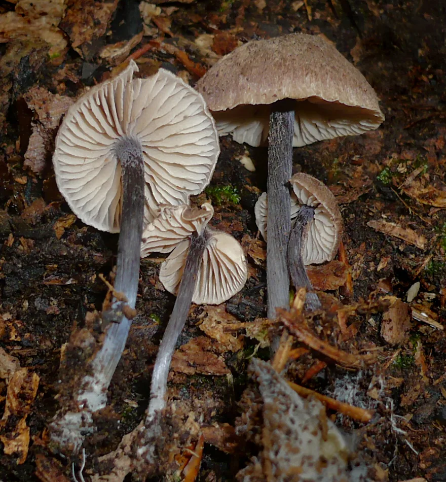 Entoloma dichroum (Entoloma dichroum) — photo mycologique