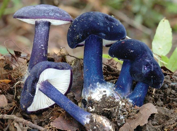Entoloma eugenei (Entoloma eugenei) — photo mycologique
