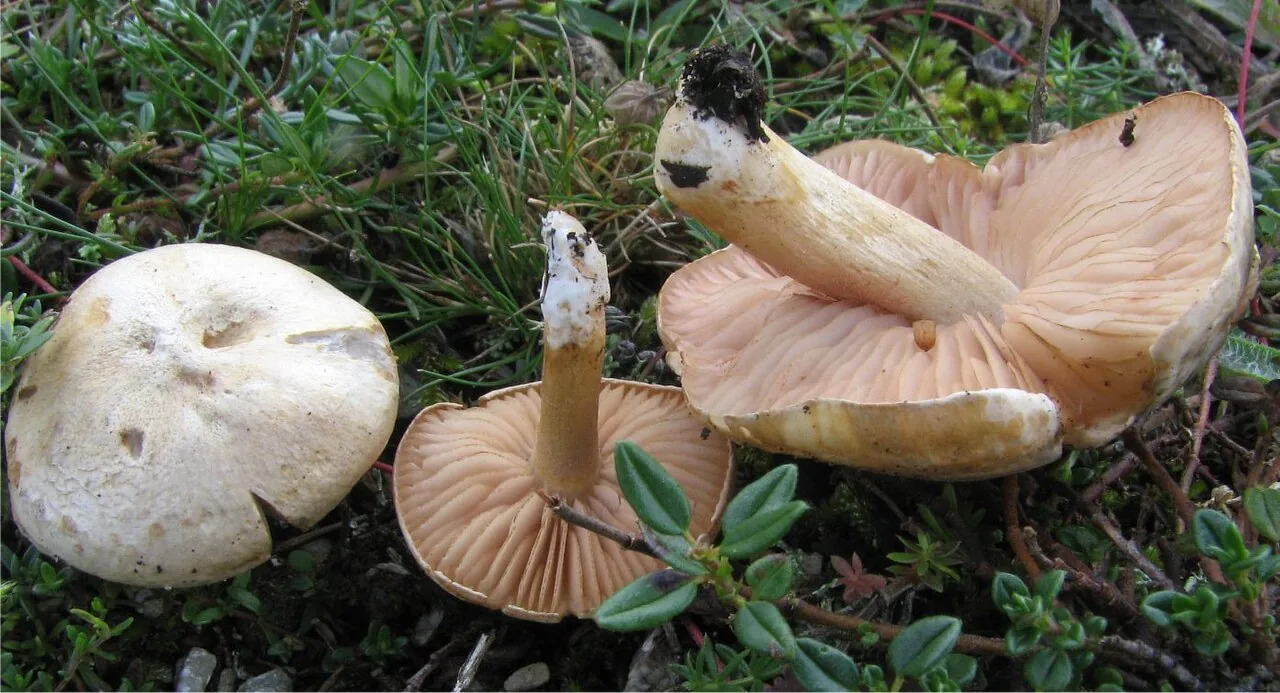 Entoloma excentricum (Entoloma excentricum) — photo mycologique
