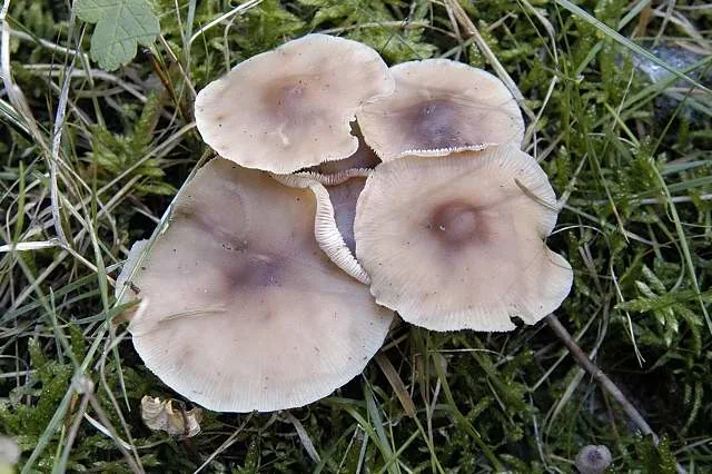 Entoloma fernandae (Entoloma fernandae) — photo mycologique