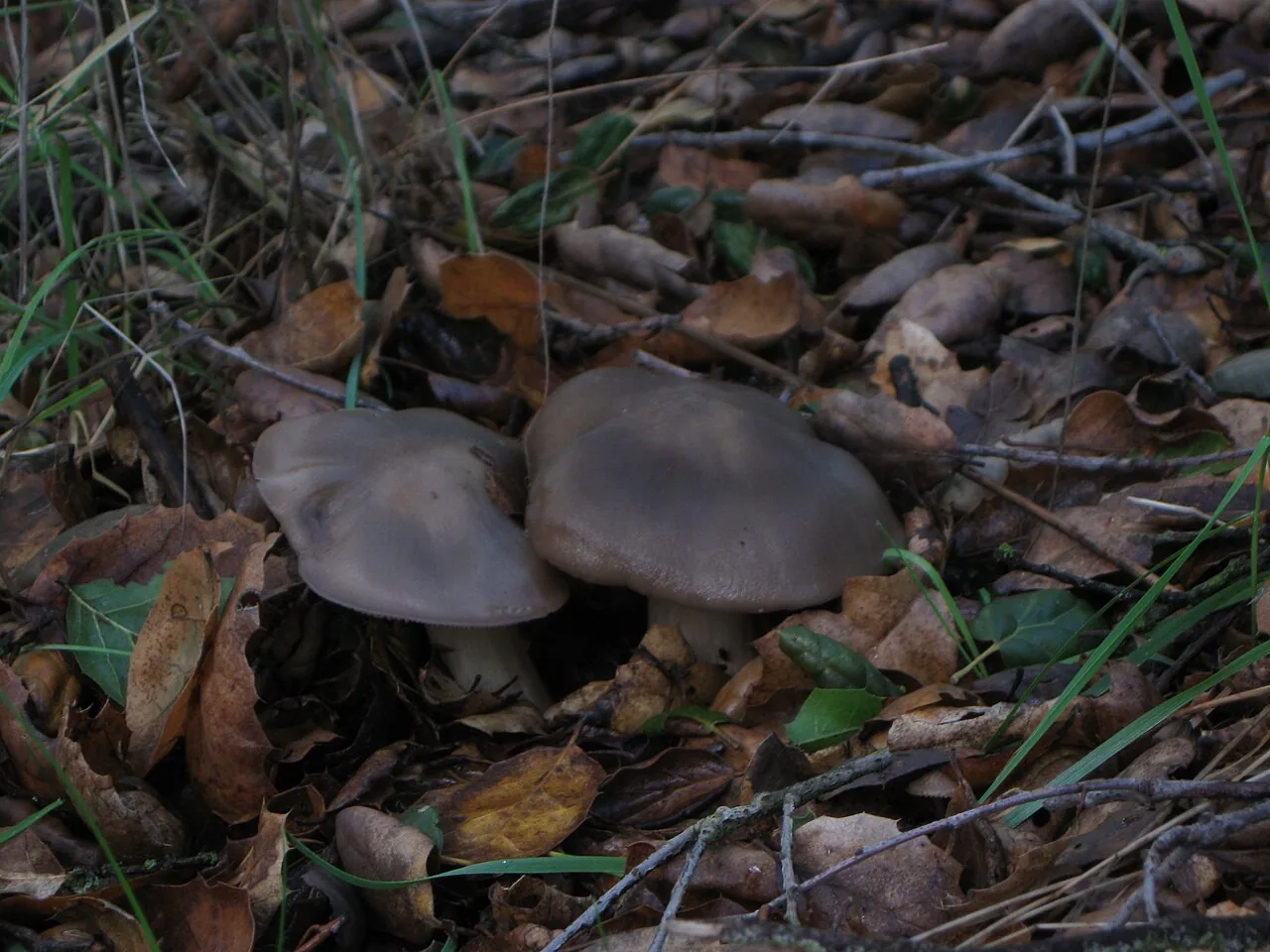 Entoloma ferruginans (Entoloma ferruginans) — photo mycologique