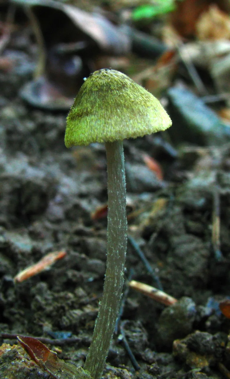 Entoloma flavoviride (Entoloma flavoviride) — photo mycologique